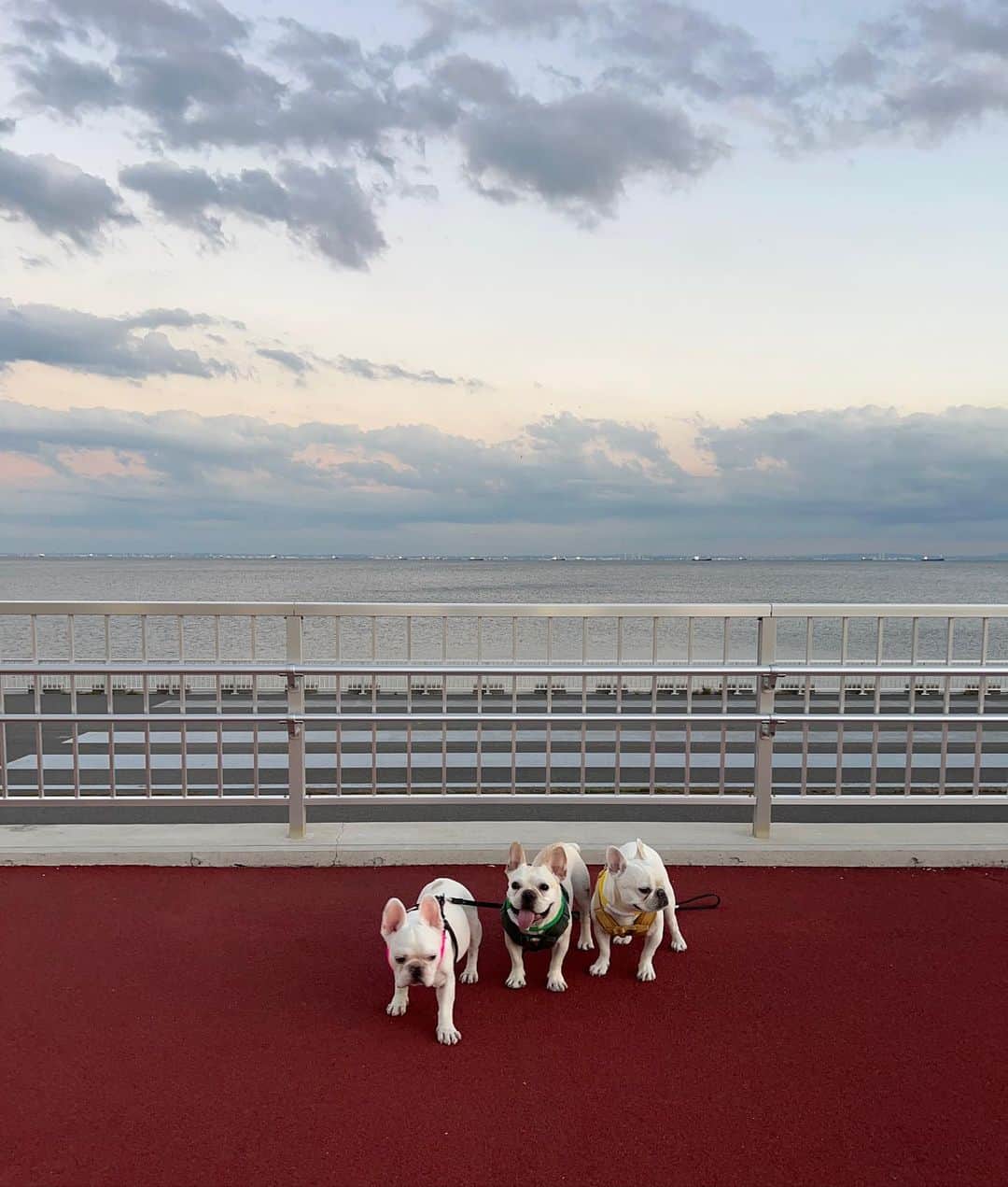 つの丸さんのインスタグラム写真 - (つの丸Instagram)「日は短くなったけど涼しくなったのでたっぷり散歩できます！ #frenchbulldog #フレンチブルドッグ #ふがれす #ふがふがれすきゅークラブ #保護犬 #保護犬を家族に #保護犬を家族に迎えるという選択肢 #フレ吉124」10月5日 21時24分 - ge_ha_mob