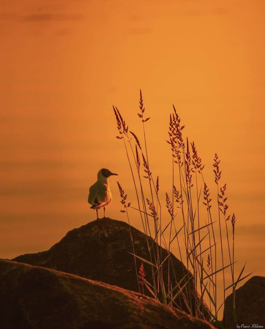 フィンランド政府観光局のインスタグラム：「オレンジ色の夕日で癒やされる日もありますね。🧡 ． 📸 @wild.cameraman Kiitos! 🙏 #visitfinland #ourfinland #visitfinlandjp #finland #北欧旅行 #travelgram #フィンランド #フィンランド政府観光局 #北欧 #travel #instatravel #travel #travelgram #travelling #traveler #旅したくなるフォト #旅行 #旅 #海外旅行 #travelphotography #旅行大好き #旅行好き #旅スタグラム #旅好き #ヨーロッパ旅行 #旅に出たい #トラベル #夕日 #癒やされる風景」