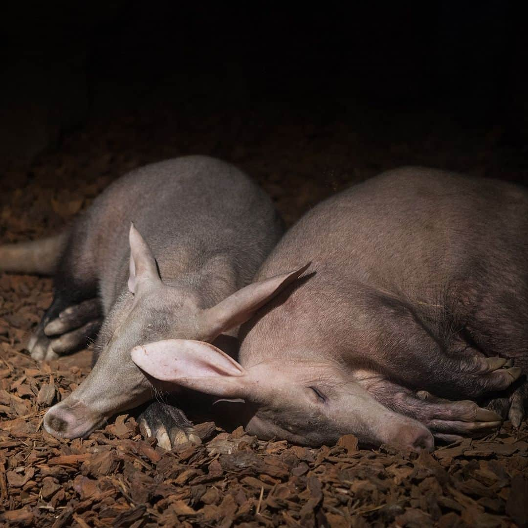 アニマルプラネットさんのインスタグラム写真 - (アニマルプラネットInstagram)「Sleeping the week away 💤  When not relaxing in their burrows, aardvarks typically slurp down ants and termites by night.   #Nocturnal #Fall #Halloween #aardvark #Wildlife」10月5日 22時00分 - animalplanet