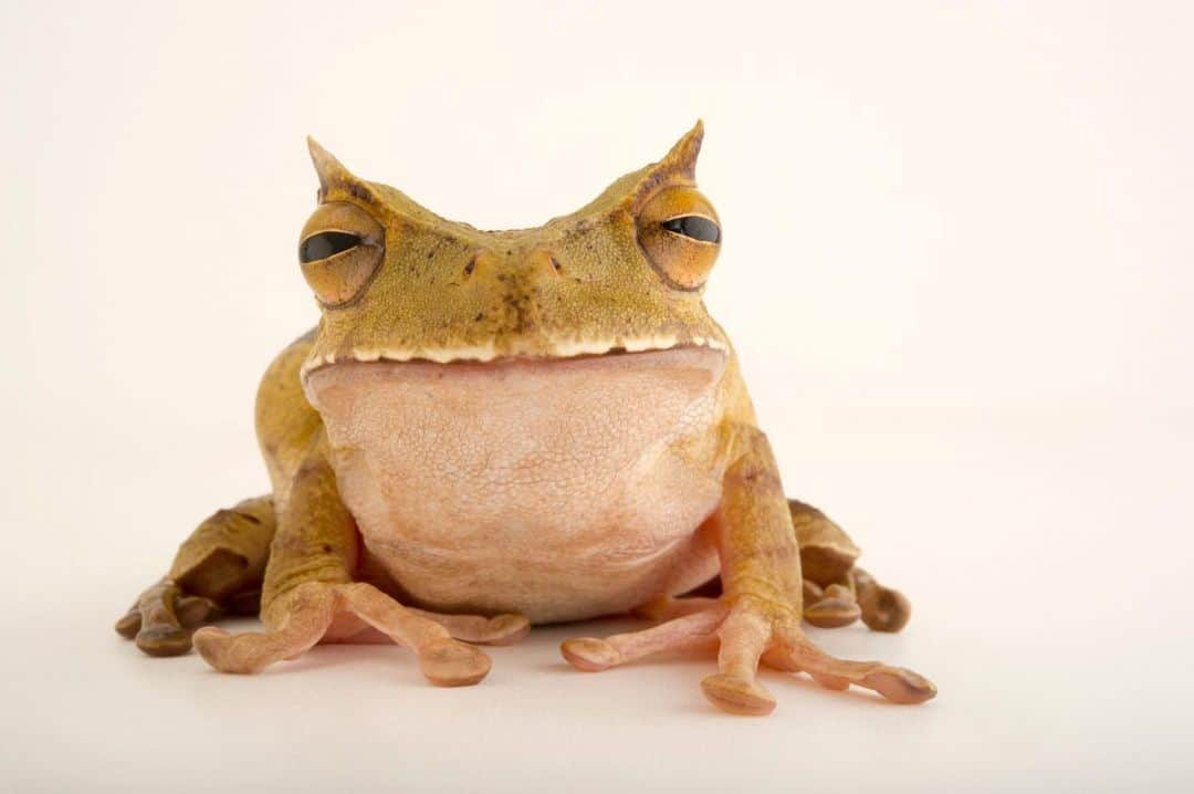 Joel Sartoreさんのインスタグラム写真 - (Joel SartoreInstagram)「Found in the rainforests of Central America, the horned marsupial frog is named for the hornlike triangular skin flaps above its golden eyes. While this feature is striking, it's what you can’t see head-on that makes this species truly remarkable. Females come equipped with a pouch on their back where eggs develop. Rather than depositing eggs in water so they can develop into tadpoles, development happens inside the mother’s pouch and fully formed froglets emerge from her back! Photo taken at El Valle Amphibian Conservation Center.   #frog #treefrog #animal #wildlife #amphibian #photography #animalphotography #wildlifephotography #studioportrait #PhotoArk @insidenatgeo」10月5日 22時06分 - joelsartore