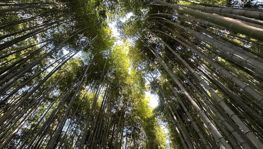 Atsukoさんのインスタグラム写真 - (AtsukoInstagram)「・ 秋が訪れたばかりの嵯峨嵐山は海外の方が多く、勝手知った場所のはずなのに、迷子になりそうな不思議な感覚になる。 ・ ・ #kyoto #arashiyamabambooforest #arashiyama」10月5日 22時39分 - atsuko12