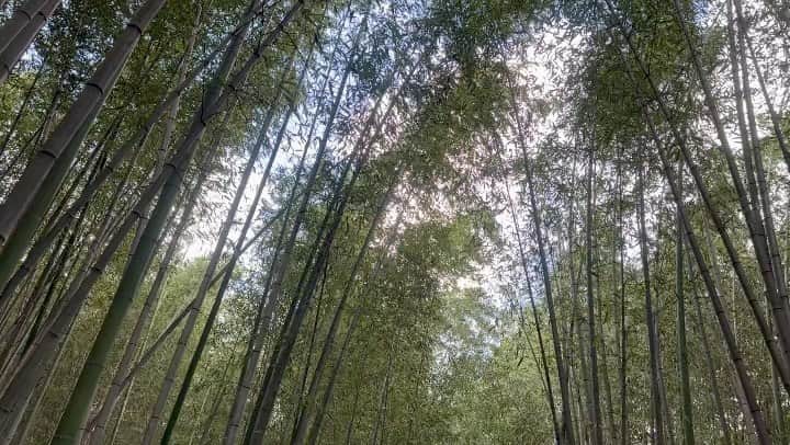 Atsukoのインスタグラム：「・ 秋が訪れたばかりの嵯峨嵐山は海外の方が多く、勝手知った場所のはずなのに、迷子になりそうな不思議な感覚になる。 ・ ・ #kyoto #arashiyamabambooforest #arashiyama」
