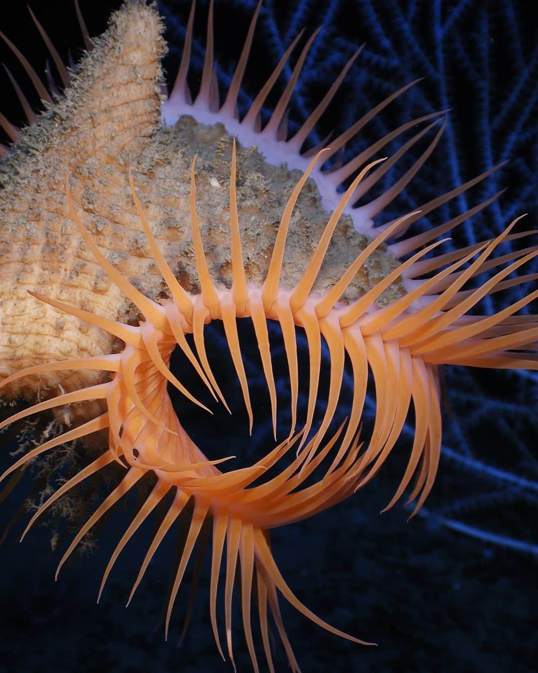 アメリカ自然史博物館さんのインスタグラム写真 - (アメリカ自然史博物館Instagram)「Have you ever seen a venus flytrap anemone? Members of the genus Actinoscyphia, these critters resemble their namesake plant but are actually marine invertebrates related to jellyfish. They can be found on the seafloor at depths of up to about 7,000 ft (2,133 m), where they lie in wait for passing food. These anemones use their tentacles to catch and consume detritus (decomposing organic waste) that's carried by the current. Growing as much as 1 ft (0.3 m) in length, their tentacles are lined with stinging nematocysts.   Photo: NOAA Photo Library, CC BY 2.0, Wikimedia Commons  #marinebiology #oceanlife #amazingnature #naturephotography #didyouknow #animalfacts」10月5日 22時42分 - amnh