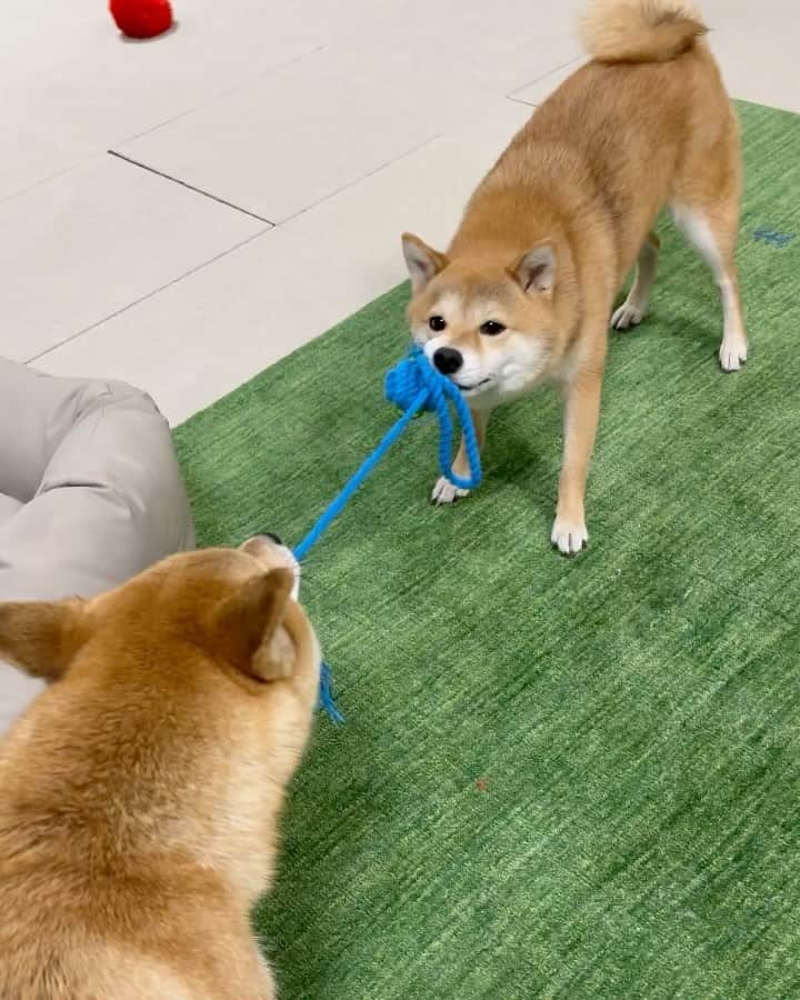 のインスタグラム：「. . 可愛すぎる綱引き😂💕  全身で食い止める福 多分富は手加減してる🤣  可愛すぎて何度も見ちゃう🤣💕  富側からも撮りたかったー🥹  . .  #mylove #doglover  #dogstagram #dogs  #shiba #shibainu #shibalove #shibadog  #shibagram #shibamania #shibalife  #shiba_snap #柴犬 #豆柴 #多頭飼い #犬のいる暮らし #犬のいる生活  #doglover #dogstagram #shibaaaaainu #barked #9gag  #thedailyshibainu #시바견　#시바이누 #小狗  @shiba_snap @barked @everydoglover @9gag」
