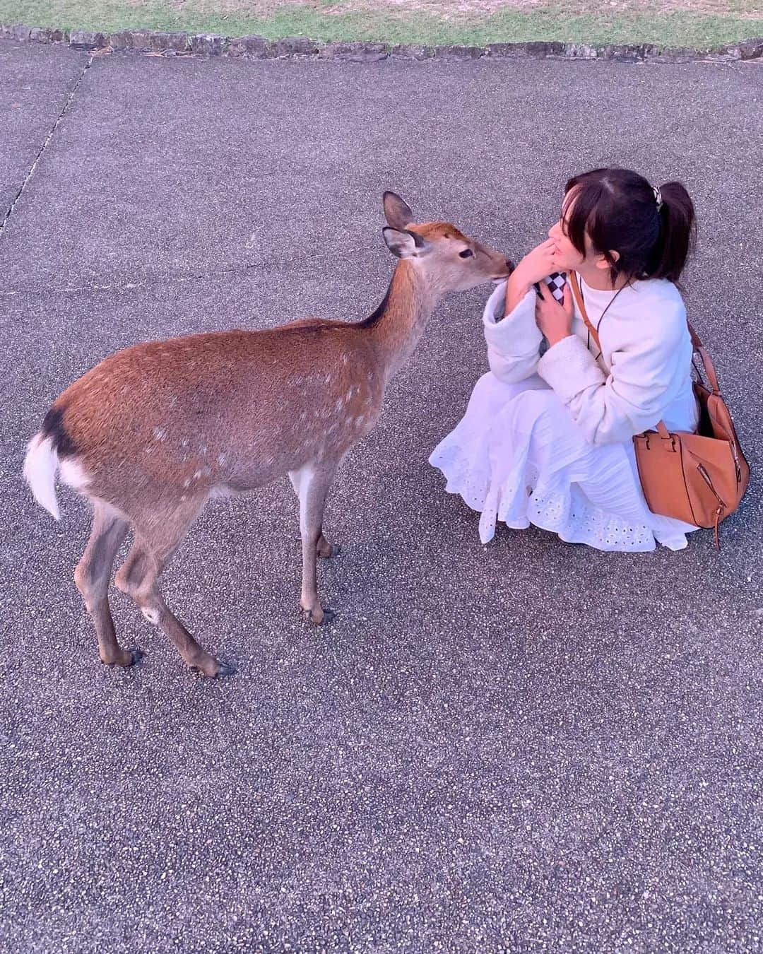 Yoshiko Kris-Webb クリス-ウェブ佳子のインスタグラム：「綺麗な夕焼け時の奈良公園で。自然とピンク🩷」