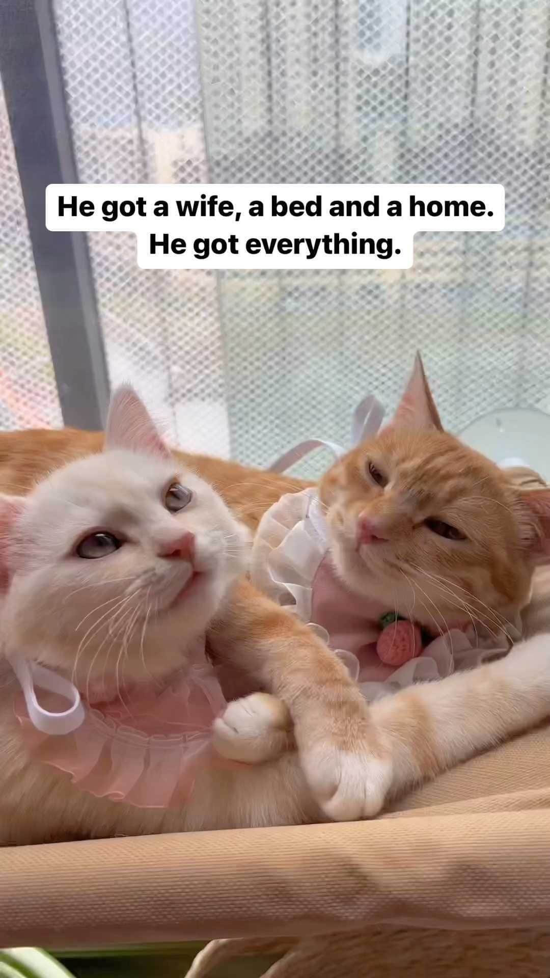 Cute Pets Dogs Catsのインスタグラム：「He got a wife, a bed and a home. He got everything.  Credit: adorable @姐姐的猫🐱 | DY ** For all crediting issues and removals pls 𝐄𝐦𝐚𝐢𝐥 𝐮𝐬 ☺️  𝐍𝐨𝐭𝐞: we don’t own this video/pics, all rights go to their respective owners. If owner is not provided, tagged (meaning we couldn’t find who is the owner), 𝐩𝐥𝐬 𝐄𝐦𝐚𝐢𝐥 𝐮𝐬 with 𝐬𝐮𝐛𝐣𝐞𝐜𝐭 “𝐂𝐫𝐞𝐝𝐢𝐭 𝐈𝐬𝐬𝐮𝐞𝐬” and 𝐨𝐰𝐧𝐞𝐫 𝐰𝐢𝐥𝐥 𝐛𝐞 𝐭𝐚𝐠𝐠𝐞𝐝 𝐬𝐡𝐨𝐫𝐭𝐥𝐲 𝐚𝐟𝐭𝐞𝐫.  We have been building this community for over 6 years, but 𝐞𝐯𝐞𝐫𝐲 𝐫𝐞𝐩𝐨𝐫𝐭 𝐜𝐨𝐮𝐥𝐝 𝐠𝐞𝐭 𝐨𝐮𝐫 𝐩𝐚𝐠𝐞 𝐝𝐞𝐥𝐞𝐭𝐞𝐝, pls email us first. **  #sleepingkitty #instakitties #kittycuddles  #catladylife #catsareawesome」