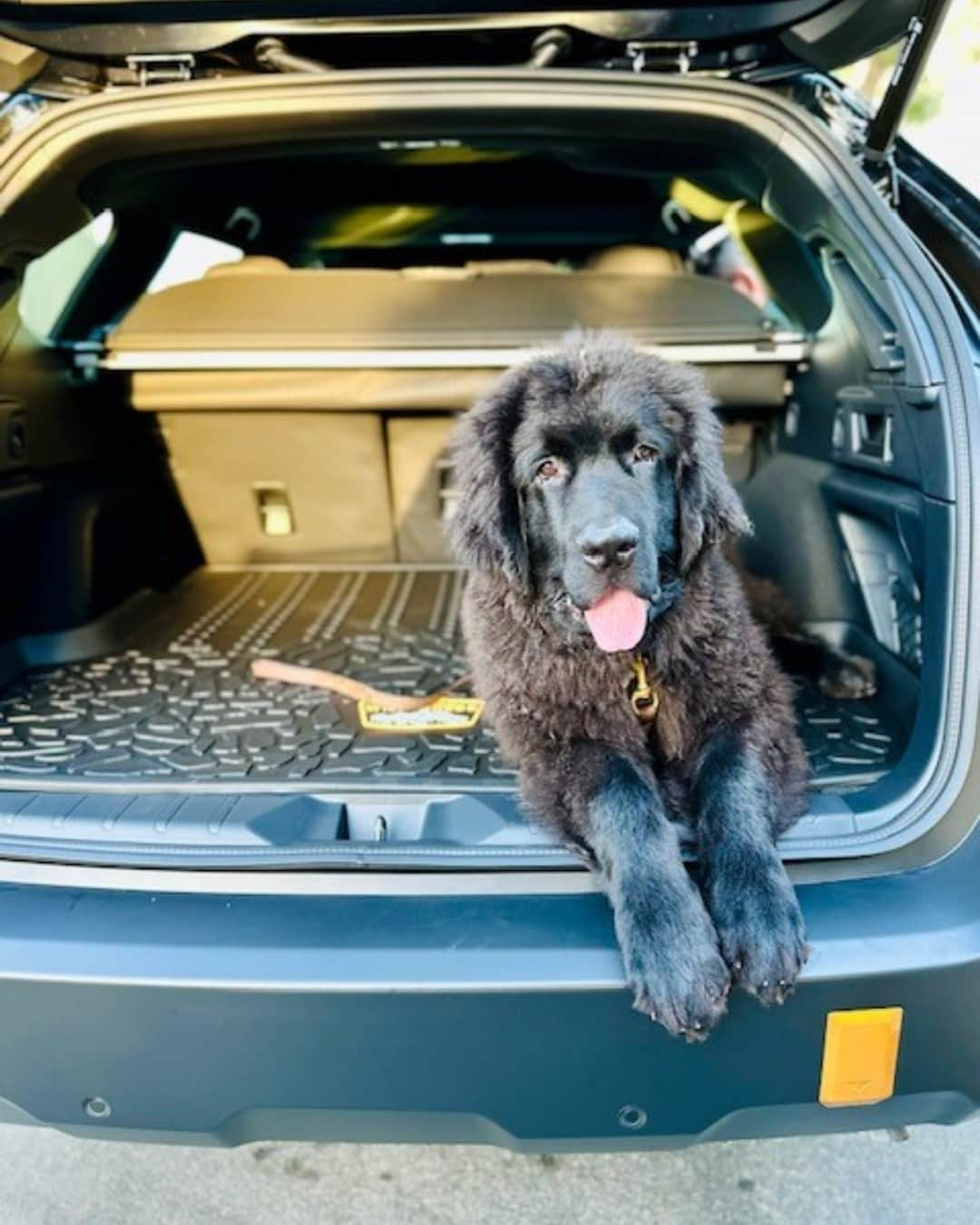 Subaru of Americaさんのインスタグラム写真 - (Subaru of AmericaInstagram)「From adventuring in your Subaru or just snuggling up, how are you and your pets celebrating #SubaruLovesPets month?   (📸1: @therowdyruffbois, 📸2: @btee90, 📸3: @withlovefromloki_bear, 📸4: @izziandeiny)」10月5日 23時07分 - subaru_usa