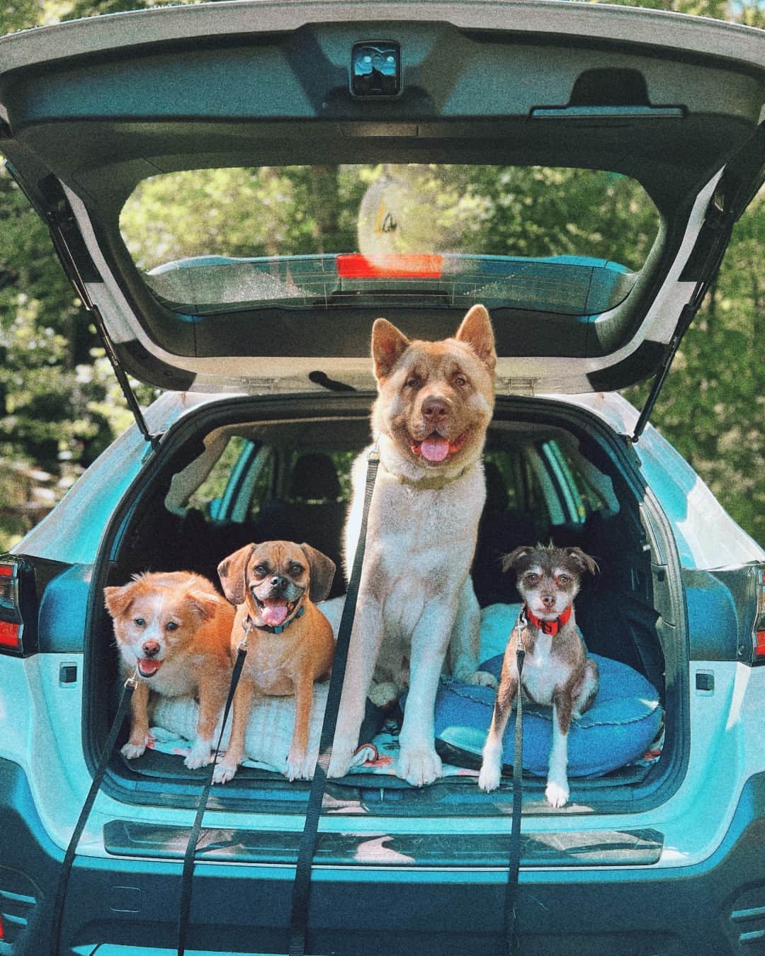 のインスタグラム：「From adventuring in your Subaru or just snuggling up, how are you and your pets celebrating #SubaruLovesPets month?   (📸1: @therowdyruffbois, 📸2: @btee90, 📸3: @withlovefromloki_bear, 📸4: @izziandeiny)」