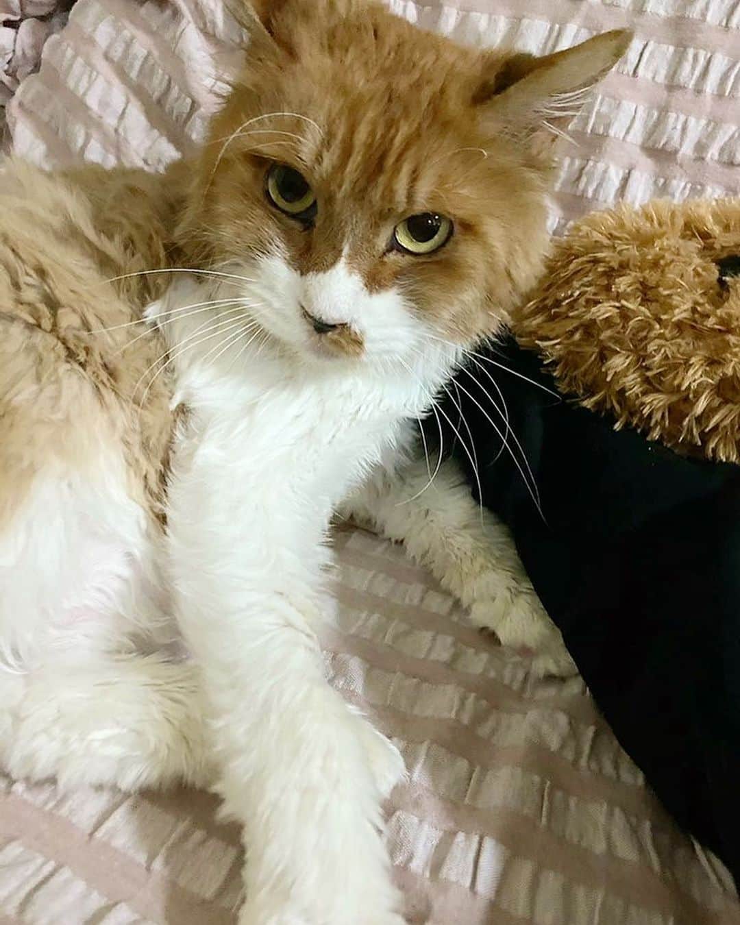 千咲まりさんのインスタグラム写真 - (千咲まりInstagram)「. 9/28愛猫のシャーロット・タマが 天国へ旅立ちました🐈🌈 6､7歳でしたが4歳で保護した時からキャリア持ち だったので発症してしまったのかもしれませんね… 理由あってしばらく離れていた為、本当に突然でした。 もう少し前に連絡貰えてたらすぐに治療したのに。 もっと一緒に居たかったし、最後まで側に居たかった。 ガリガリに痩せていて体重も保護した時の約半分に なっていて毛も抜けて面影すらなくなってました。 最後は出会った場所でお別れしました。 地域の方もお花を沢山持ってお見送りに来て下さり 無事にお空へ旅立ちました。  本当にシャロちゃんは私に心を許してくれてたのに ごめんねって気持ちでいっぱいです。 昨日は初七日だったのでお線香あげてきました。  シャロちゃんのことを気に掛けて下さっていた皆様、 応援して下さっていた方々、本当にありがとうございました。  しばらく更新できず申し訳ございませんでした。  #保護猫 #さくらねこ #さくら猫 #地域猫  #りんご猫 #りんごねこ #猫エイズキャリア #長毛種」10月5日 23時09分 - marilyn_ooguikoakuma