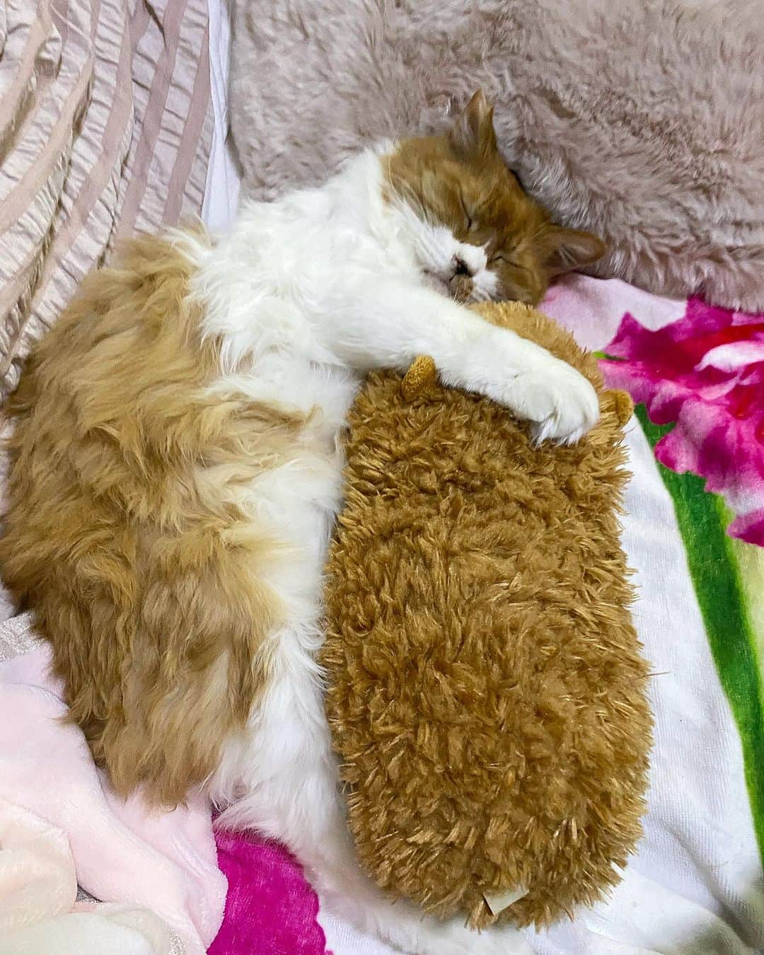 千咲まりさんのインスタグラム写真 - (千咲まりInstagram)「. 9/28愛猫のシャーロット・タマが 天国へ旅立ちました🐈🌈 6､7歳でしたが4歳で保護した時からキャリア持ち だったので発症してしまったのかもしれませんね… 理由あってしばらく離れていた為、本当に突然でした。 もう少し前に連絡貰えてたらすぐに治療したのに。 もっと一緒に居たかったし、最後まで側に居たかった。 ガリガリに痩せていて体重も保護した時の約半分に なっていて毛も抜けて面影すらなくなってました。 最後は出会った場所でお別れしました。 地域の方もお花を沢山持ってお見送りに来て下さり 無事にお空へ旅立ちました。  本当にシャロちゃんは私に心を許してくれてたのに ごめんねって気持ちでいっぱいです。 昨日は初七日だったのでお線香あげてきました。  シャロちゃんのことを気に掛けて下さっていた皆様、 応援して下さっていた方々、本当にありがとうございました。  しばらく更新できず申し訳ございませんでした。  #保護猫 #さくらねこ #さくら猫 #地域猫  #りんご猫 #りんごねこ #猫エイズキャリア #長毛種」10月5日 23時09分 - marilyn_ooguikoakuma