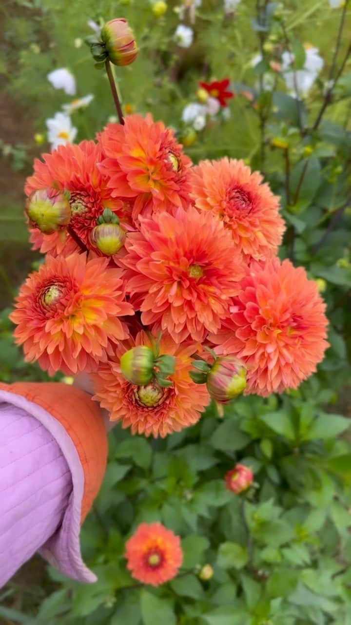 リズ・チェルカソワのインスタグラム：「Every season on the farm is more beautiful than the last  @fixfarm   #familyfarm #applepickingseason #hudsonvalley #hudsonny #autumn #dahliaseason #dahlias #pinkchicken #silkiechickens」