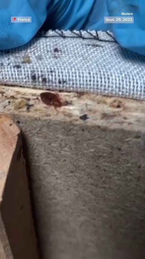 のインスタグラム：「Bedbugs are infesting every corner of Paris, and fear of them spreading beyond the city is growing amid Paris Fashion Week travel.」