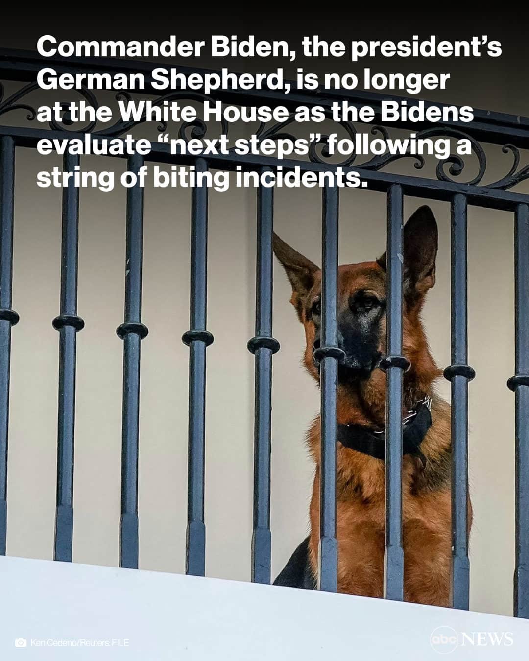 ABC Newsさんのインスタグラム写真 - (ABC NewsInstagram)「Commander Biden, the first family’s German shepherd, is no longer at the White House as they evaluate “next steps” following a string of biting incidents.  The news came just hours after reports that Commander had bitten the longtime White House groundskeeper Dale Haney on Sept. 13.」10月6日 1時39分 - abcnews