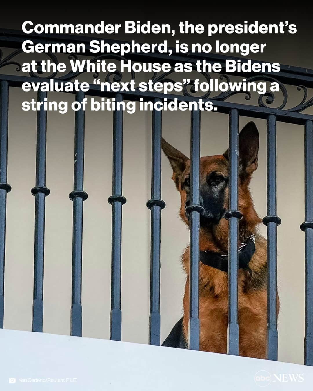 ABC Newsのインスタグラム：「Commander Biden, the first family’s German shepherd, is no longer at the White House as they evaluate “next steps” following a string of biting incidents.  The news came just hours after reports that Commander had bitten the longtime White House groundskeeper Dale Haney on Sept. 13.」