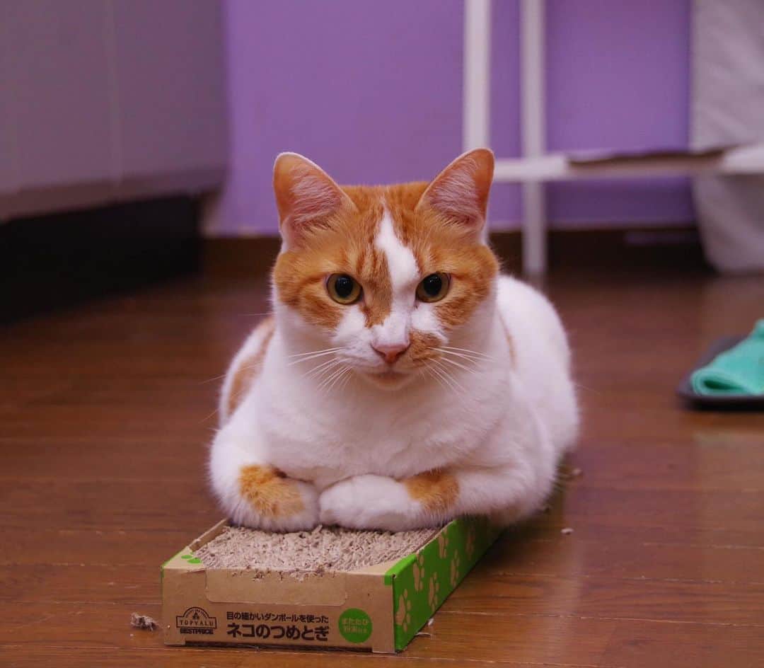 Kachimo Yoshimatsuのインスタグラム：「涼しくなって床がチベたいのか？  #うちの猫ら #猫 #ねこ #ニャンスタグラム #にゃんすたぐらむ #ねこのきもち #cat #ネコ #oinari #catstagram #ネコ部 http://kachimo.exblog.jp」