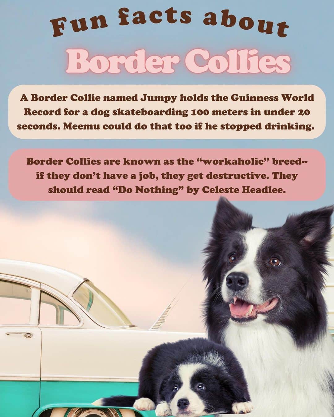 JessRonaGroomingさんのインスタグラム写真 - (JessRonaGroomingInstagram)「🎉The Dog of the Week is…🎉  The Border Collie! Swipe through to learn more about these smart shmoops and comment who you want to see for next week’s DOTW! ✨🐾  #bordercollie #bordercollies #bordercolliesofinstagram #bordercolliepuppy #bordercollielovers #dog #dogsofinstagram #doglife #dogs #puppy #puppylove #puppies #puppylife  #jonhamm #sophiabush #hughjackman #brycedallashoward #jessronagrooming」10月6日 2時27分 - jessronagrooming