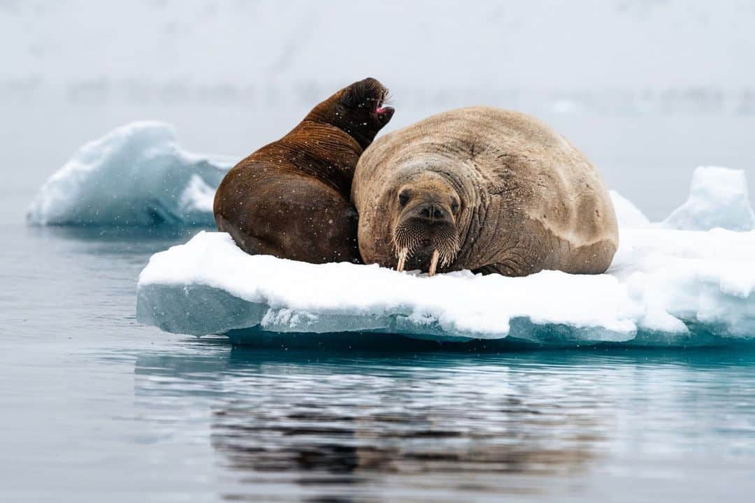 ナショナルジオグラフィックのインスタグラム：「Photo by @martinedstrom | A walrus and her cub balance on ice in Norway's Svalbard archipelago. Thanks to a thick layer of protective fat, walruses can sleep comfortably on snow and ice in temperatures that would demand the heaviest of sleeping bags for humans. Follow me @martinedstrom for more encounters from Svalbard.」