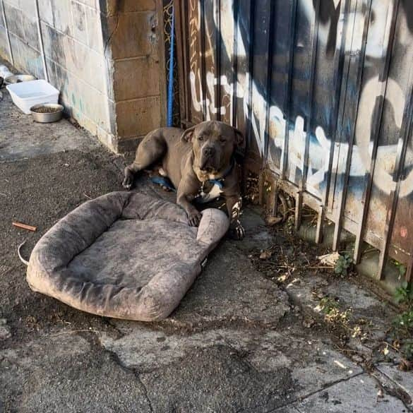 キャサリン・ハイグルのインスタグラム：「🚨 URGENT ACTION NEEDED 🚨  The dogs of Skid Row, Los Angeles are suffering in silence, and they need YOUR voice!   Skid Row, a neighborhood known for its significant homeless population, is also home to numerous dogs living in deplorable conditions - caged, neglected, and abused. Many are tethered 24/7 without access to adequate food, water, or shade, while others are illegally bred without permits, and all are subjected to the harsh realities of life on the streets.   📷 Witness the heartbreaking reality these innocent souls face every day.   🔗 Sign the Petition: www.change.org/p/saving-skid-row-dogs [LINK IN BIO]   Resources offered to the people living on Skid Row for free spay and neuter are often refused because the dogs are being bred as bartering tools for drugs. Supplies of food and water for the dogs are also routinely stolen.   📢 We are calling on Mayor Karen Bass, LA Councilmember Kevin de Leon, and General Manager of Animal Services Staycee Dains to address this urgent situation and work with the @standupforpitsfoundation and @theanimalrescuemission to end the mass breeding and unlawful suffering of dogs on Skid Row.   We demand a meeting on or before Monday, Dec 4th, 2023, to discuss viable solutions and enforce laws that protect these animals.   📞 Make Your Voice Heard:   - North Central Animal Shelter: 888-452-7381   - LA Animal General Managers Office, Staycee Dains: 213-482-9558, staycee.dains@lacity.org   - Mayor Karen Bass: 213-978-0600, mayor.helpdesk@lacity.org   SHARE WIDELY to amplify their voices and bring about change!   Together, let’s be the change and bring hope to the hopeless. Your signature, call, and share can make a difference in their world.   #SaveSkidRowDogs #StandUpForPits #AnimalRescueMission #StopAnimalAbuse #LosAngeles #SkidRow #Petition #CallToAction #BeTheirVoice #ChangeForGood #EndAnimalCruelty #ActNow」