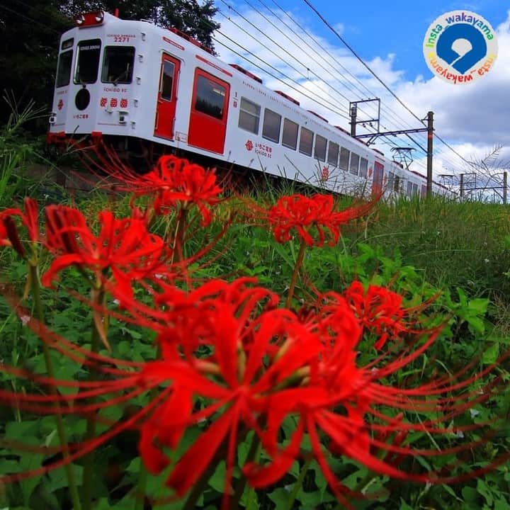 和歌山県さんのインスタグラム写真 - (和歌山県Instagram)「. Insta_Wakayamaでは、皆さんがハッシュタグをつけて投稿してくださった写真から、素敵な写真をご紹介させていただきます。本日のピックアップ @ta93414 さんのお写真です。 ハッシュタグのご利用ありがとうございます！  . こちらの写真は和歌山電鉄貴志川線のいちご電車の写真です🍓 白地に赤のいちご電車と彼岸花の赤色がとっても秋を感じられますね🍁 いちご電車は、貴志駅周辺の特産品であるイチゴをモチーフにした電車となっているそうです！！ 貴志川線では、いちご電車以外にも素敵な電車が走っています🚋🚋  皆さんもぜひ素敵な電車と沿線沿いの風景を撮影してみてはいかがでしょうか。  . 和歌山に関する投稿には「 #insta_wakayama 」のハッシュタグをつけてください！ 和歌山の魅力を皆さんで発信していきましょう！ ハッシュタグをつけると同時に、写真の場所の記載・位置情報の登録もお願いします🎵  . フィーチャーしたお写真には撮影者の方が必ずいます。 お写真に関係のないコメントを残さないようにお願いします。   #和歌山県 #wakayama #和歌山市#紀の川市 #貴志川 #和歌山電鉄貴志川線　#貴志川駅 #いちご電車#秋#autumn#insta_wakayama #instameet_wakayama #wakayamagram #nagomi_wakayama #visitwakayama#retrip_news #japan #なんて素敵な和歌山なんでしょう」10月6日 14時56分 - insta_wakayama