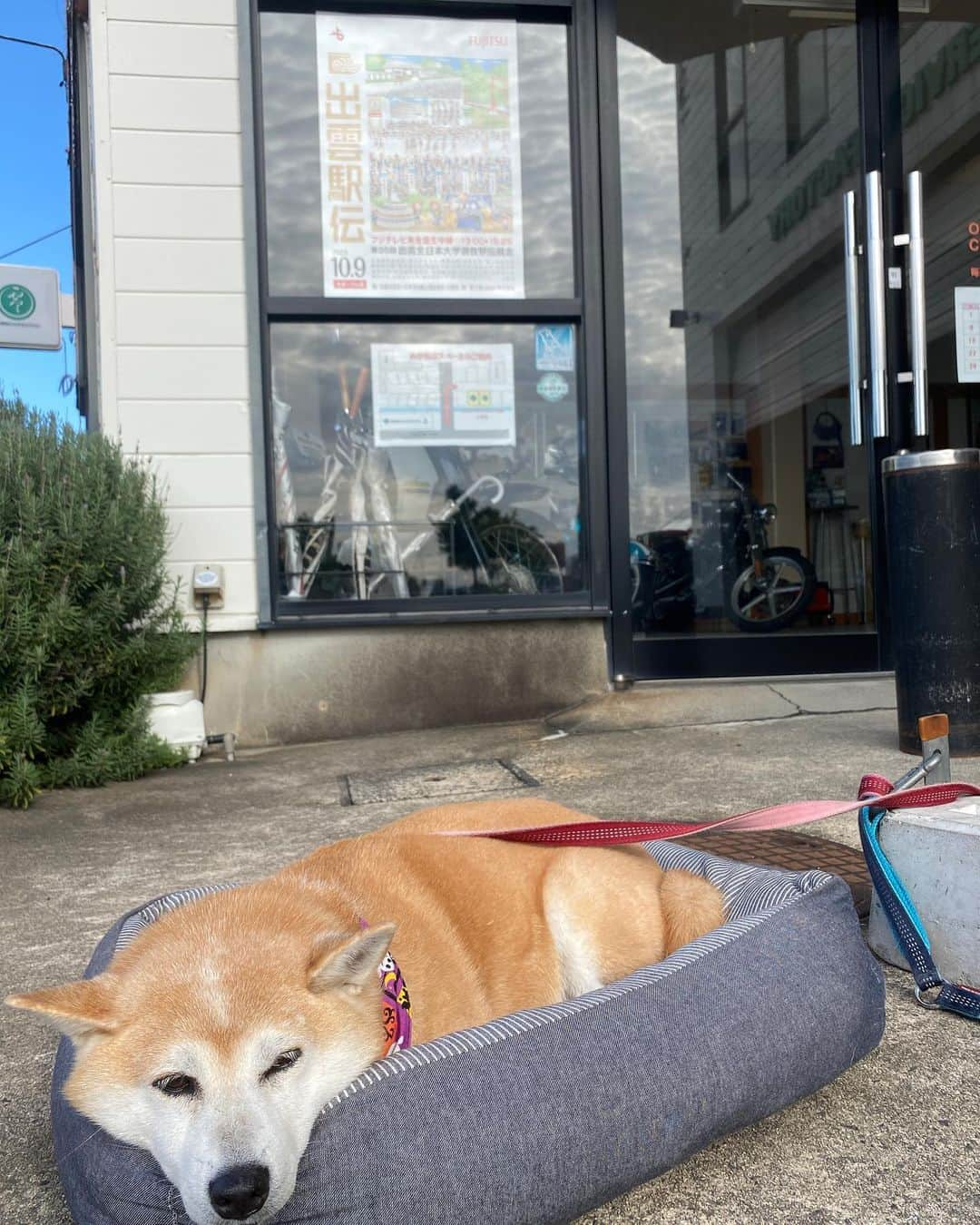 がんちゃんのインスタグラム：「10/9は出雲駅伝ですよー🎽  1区と6区がてんタッキーのお店の前を通るよー🏃‍♂️🏃  今年も「てんタッキーを探せ」をお楽しみください。🎌 (楽しみ方間違ってる😆)」