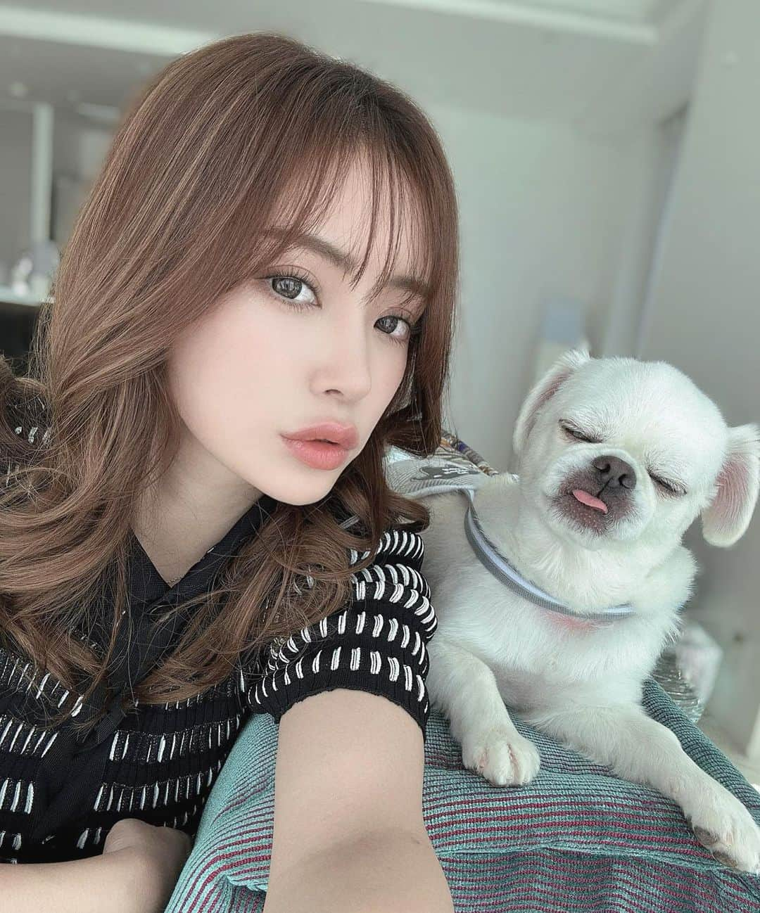 れいさんのインスタグラム写真 - (れいInstagram)「みんなだいすきモンちゃんやでー🐶💓  #ペキチワ  #ごえもん  #鼻短め  #納豆臭やばめ #可愛すぎ」10月6日 13時53分 - reirei05200101