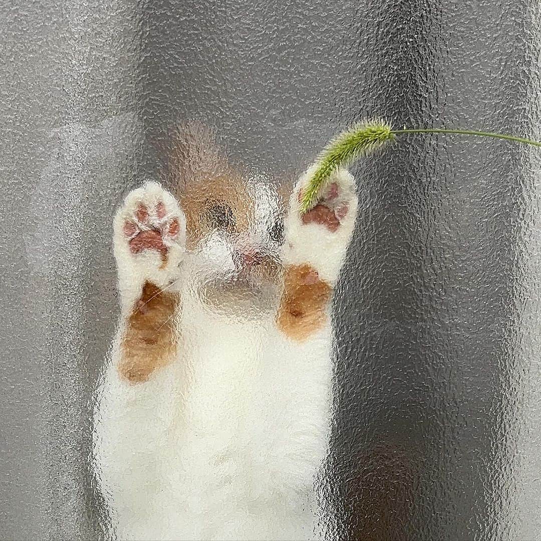 Kachimo Yoshimatsuのインスタグラム：「ゴミ捨てから帰ってきたら 窓辺においちゃんが いたので、その辺に生えてた 猫じゃらしで 遊んだ。  良く遊ぶ。  #うちの猫ら #猫 #ねこ #oinari #ニャンスタグラム #にゃんすたぐらむ #ねこのきもち #cat #ネコ #catstagram #ネコ部 http://kachimo.exblog.jp」