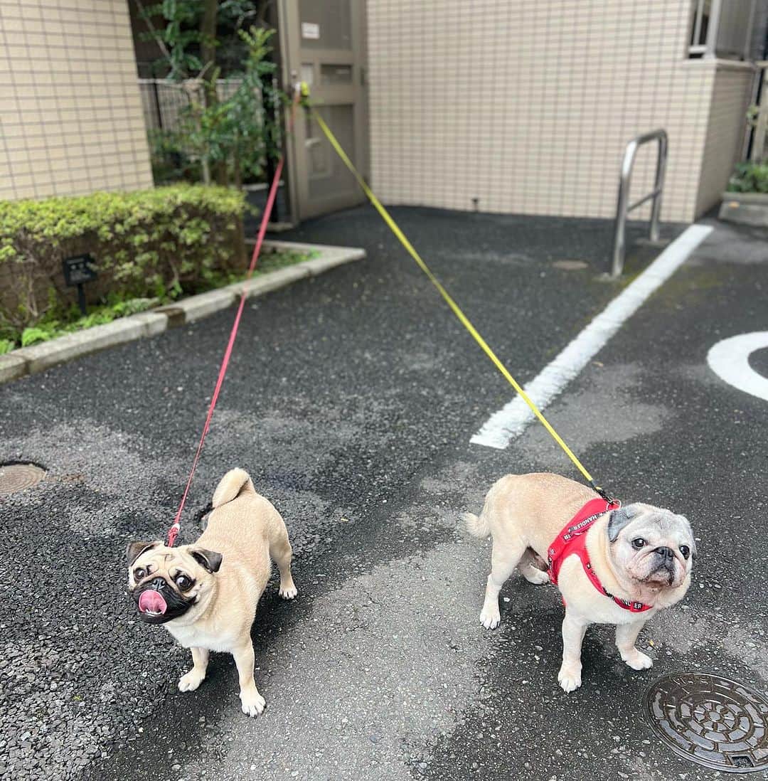 やついいちろうさんのインスタグラム写真 - (やついいちろうInstagram)「今日のこぶしとこはだと私  散歩  #pug #pugs #puglife #puglove #パグ #パグスタグラム #うちの犬がおじいちゃんになっちゃった」10月6日 14時17分 - yatsuiichiro
