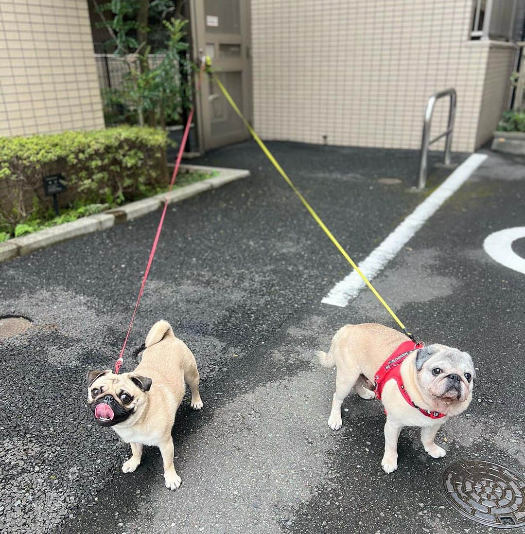 やついいちろうのインスタグラム：「今日のこぶしとこはだと私  散歩  #pug #pugs #puglife #puglove #パグ #パグスタグラム #うちの犬がおじいちゃんになっちゃった」