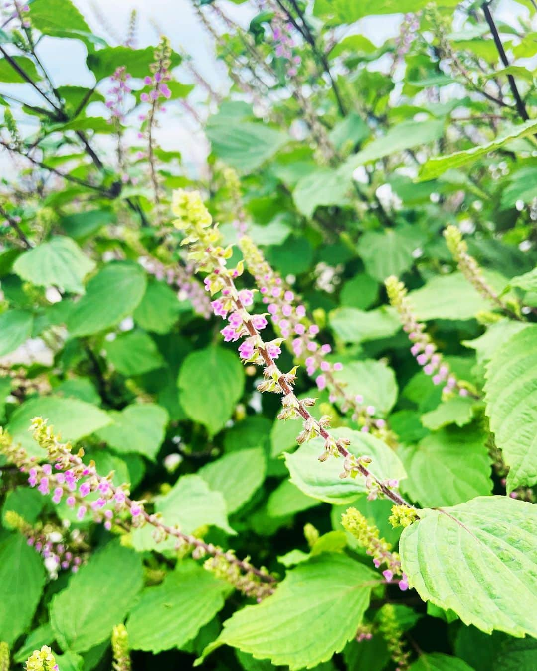 滝沢沙織さんのインスタグラム写真 - (滝沢沙織Instagram)「こんにちは😊✨ 先日農園に行った時、シソの穂ができていて収穫しました🌱 シソの実をお醤油に漬けて、シソの実醤油作ろうかなっ😆🩷 卵かけご飯とかにかけて食べると美味しいんだなぁ😆 楽しみっ😊❤️ #滝沢沙織 @city.farmrooftop  #お台場 #ダイバーシティ #都会の農園 #紫蘇の実 #紫蘇の実醤油美味しいよっ #畑 #家庭菜園 #農業 #farm#farmlife#vegetable#farmfashion#cooking」10月6日 14時33分 - saori_takizawa.official