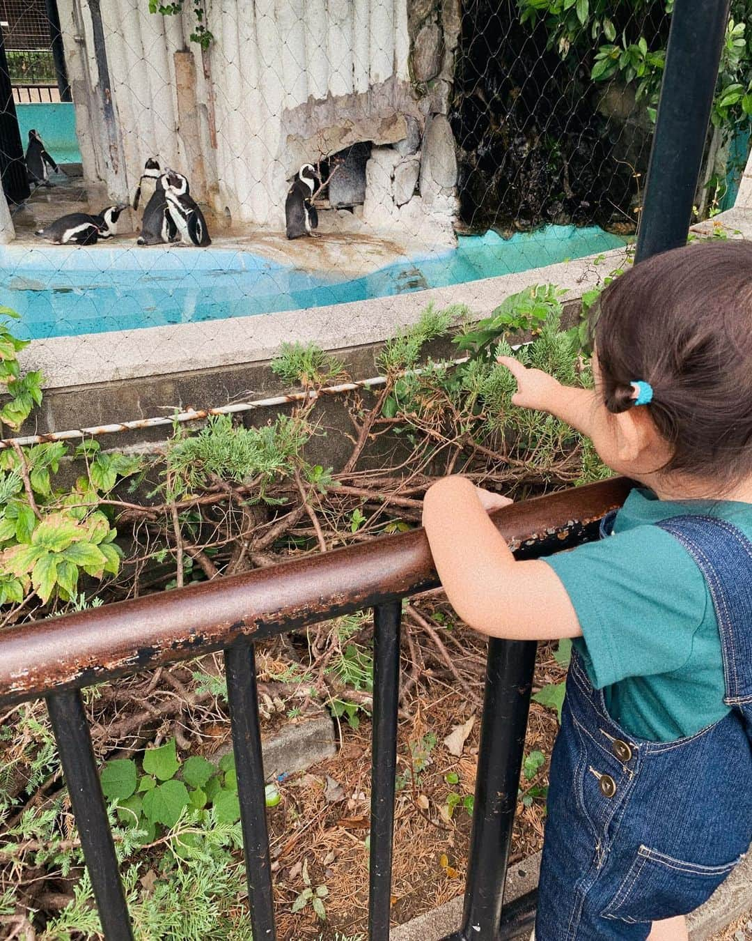 山田みみのインスタグラム：「. ⁡ 動物園パート2🐼 ⁡ ⁡ 英語でも動物を覚えてるので ⁡ 「あ！gorilla！」 「オオオ〜！tiger！」 「キャ〜！giraffe〜！」 ⁡ みたいな調子で大騒ぎしてたのですが ⁡ そこらじゅうで色んな国の言葉が飛び交う グローバルな上野では特に浮きませんでした🤔ww ⁡ ⁡ お嬢の推しはトラとフラミンゴ🐯🦩 ⁡ ⁡ ⁡ ⁡ ⁡ ⁡ ⁡ #女の子ベビー #女の子ママ #babygirl #令和3年ベビー #新米ママ #ズボラママ #赤ちゃんのいる生活 #赤ちゃんのいる暮らし #ベビスタグラム #ママスタグラム #2歳 #子育て #親バカ部 #2021年4月出産 #公式たまひよグラマー #イヤイヤ期 #上野動物園 #動物園」