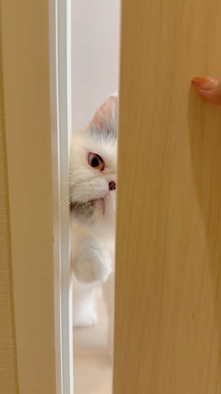 のインスタグラム：「未確認ニャ行物体。 . #exotic #exoticshorthair #cat #フレブル #フレンチブルドッグ #猫 #エキゾチックショートヘア #エキゾチック #猫のいる暮らし #犬のいる暮らし #犬と猫のいる暮らし #異國短毛貓 #ねこのきもち」