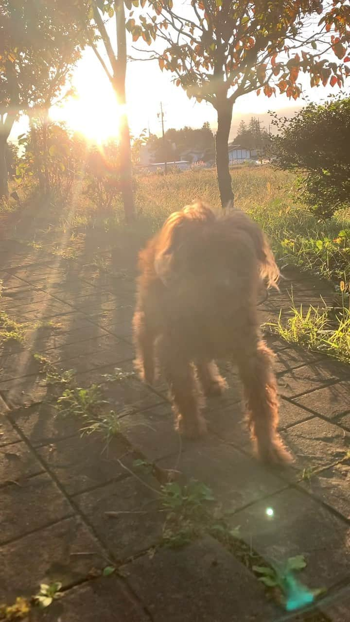 チックンとプーちゃんのふるさと? From Japan??のインスタグラム：「おはようプーちゃん🐶☀️🐾 #安曇野#朝陽#トイプードル」