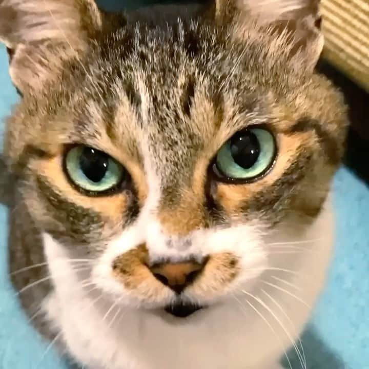 イマイアキノブのインスタグラム：「Ⴥオハヤガンス」