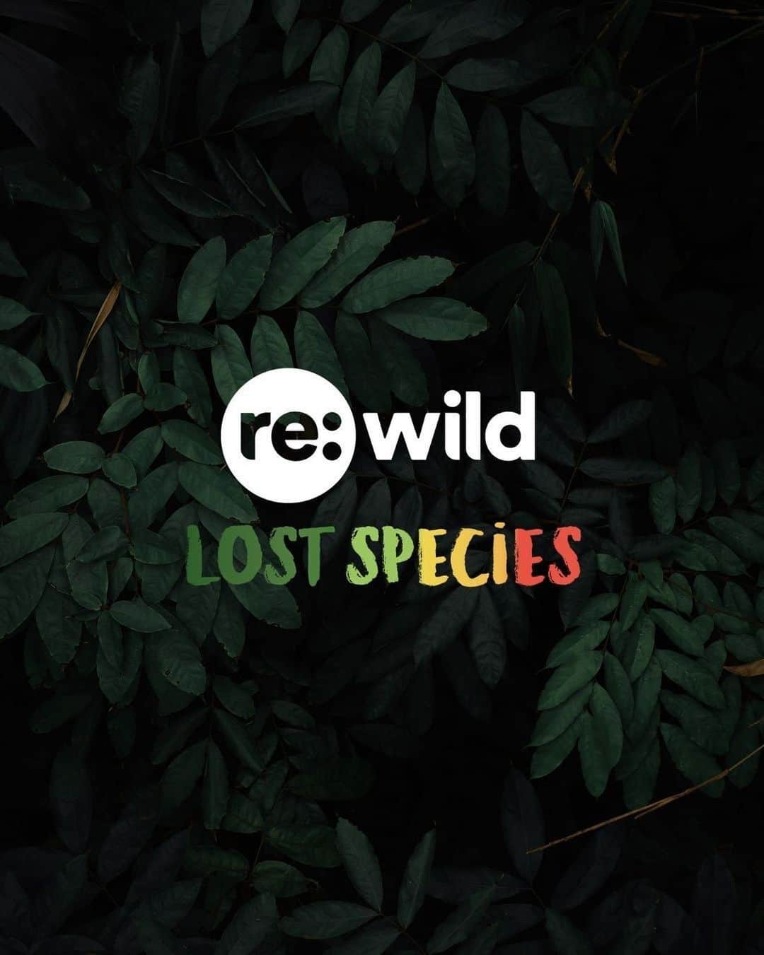 レオナルド・ディカプリオのインスタグラム：「There are more than 2,000 species that are lost to science, but my organization @rewild and our partners around the world are working to find them.  The Search for Lost Species is the largest global quest to find plants, animals and fungi that have not been seen in at least 10 years. Since Re:wild launched the Search for Lost Species in 2017, nine of the world’s 25 most wanted lost species have been found, in addition to dozens of others outside of this list, by Re:wild and partners.  For the month of October, Re:wild is partnering with the International Union for the Conservation of Nature (IUCN) Species Survival Commission, the global authority on the status of species, for the first-ever Lost Species Month. With help of conservationists, researchers, citizen scientists, local communities, and eternal optimists from around the world, the Search for #LostSpecies is on.」