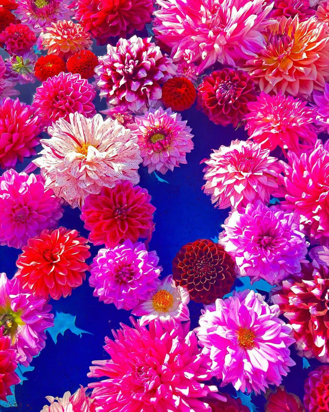 蜷川実花のインスタグラム：「広島まで日帰りでダリアを撮りに行ったんだけどね、ダリアを撮っていた私を，花園の方が見つけて声かけてくださって🙏 好きなダリアを選んだらプールにうかべますよと言ってくださって、こんな写真が撮れました🩷 なんで可愛いんだろう😍😍😍  2.３日はあのお花公開されてたので，撮れた方いるかな？かわいい写真とれたのではないかしら？  あー本当嬉しかったな。 @serakogenfarm  の皆様ありがとうございます。  #mikaninagawaflowers  #hiroshima  #japanculture #iphone15promax」