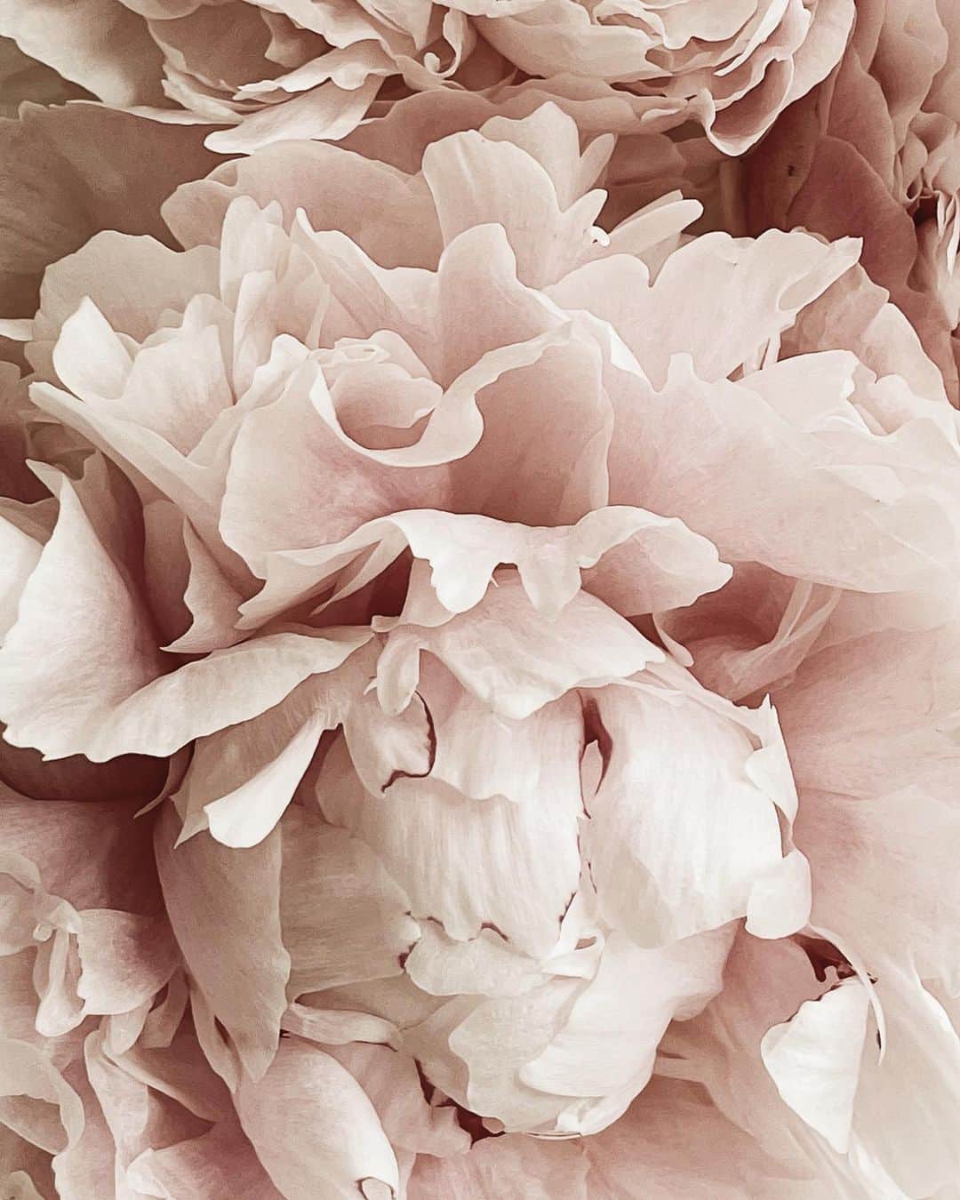 Yukicoさんのインスタグラム写真 - (YukicoInstagram)「🍃🌸🍃🌸🍃  ————————————————————— 見てくださる方にプラスになる投稿をしていきます 是非いいね♡フォロー♡ よろしくお願いいたします𓅟 私の写真の編集については フォトレッスンでレクチャーをしています —————————————————————  #flowers#flowerpower#flowerphotography#flowerporn#flowerslovers#flowerstagram#bouquet#bouquets#btsarmy#jiminpen#btsjimin #ジミンペン」10月6日 7時12分 - yukicolifecom