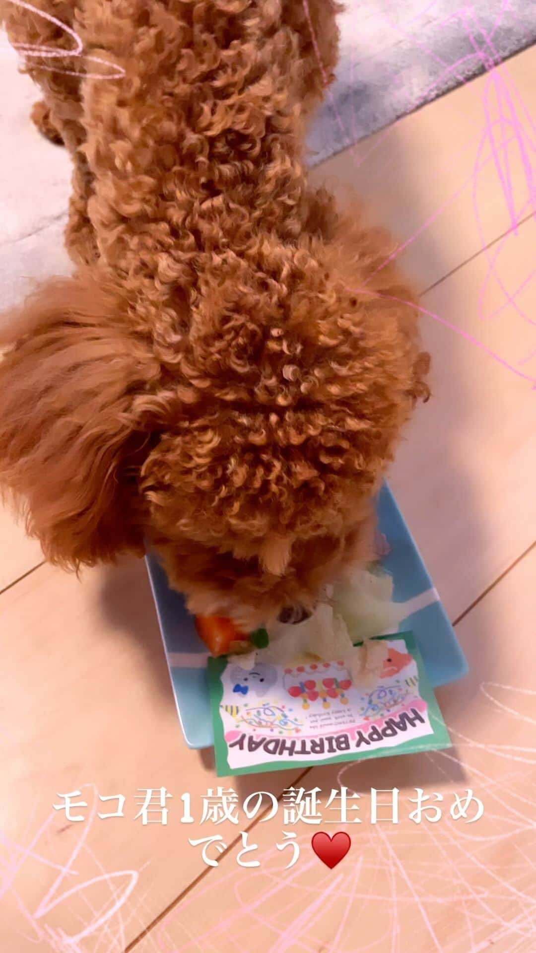 一井悠理のインスタグラム：「モコ君1歳誕生日おめでとう♥️ #トイプードル #誕生日 #おめでとう #happybirthday」