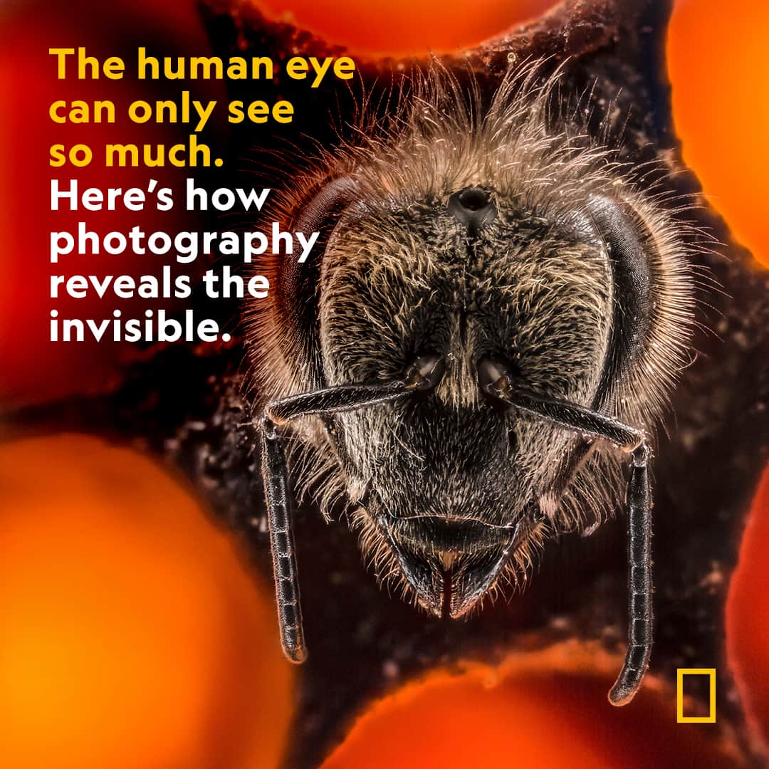 ナショナルジオグラフィックのインスタグラム：「The furry face of a bee, the rainbow hues of a flounder, the luminous beams of traffic lights—a photographer can highlight layers of complexity and detail that otherwise would not be visible to the human eye. See photographs that reveal invisible wonders of our world at the link in bio.  Photograph by Anand Varma」