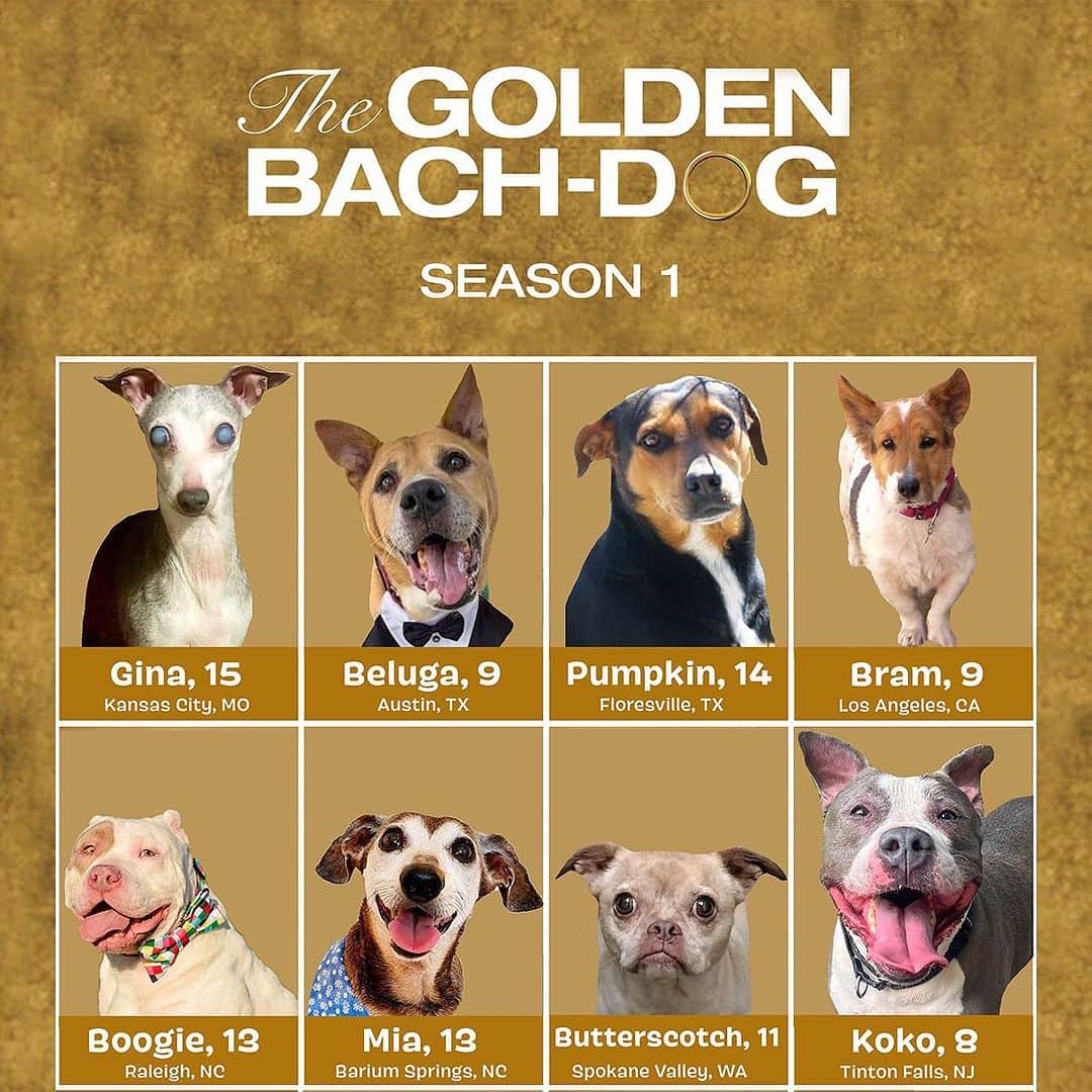 BarkBoxのインスタグラム：「MEET THE GOLDEN BACH-DOGS 🗣🐾🌹   In honor of #TheGoldenBachelor tonight, we’re showing off some final rose worthy senior dogs 🌹  If you choose to bring one of these golden seniors into your home we will send them a huge bouquet of BARK roses <3   To find out more about any of these eligible seniors you can reach out via their links below:  Gina: igrescuemoks.com Beluga: @austinpetsalive and @adopt_beluga  Pumpkin: LasLomasK9AdoptionCoordinator@gmail.com Bram: The Nature Network Inc.  Boogie: @cohpitbullrescue  Mia: @foreverhomek9  Butterscotch: @scraps_adoptables  Koko: @ahs_tintonfalls」
