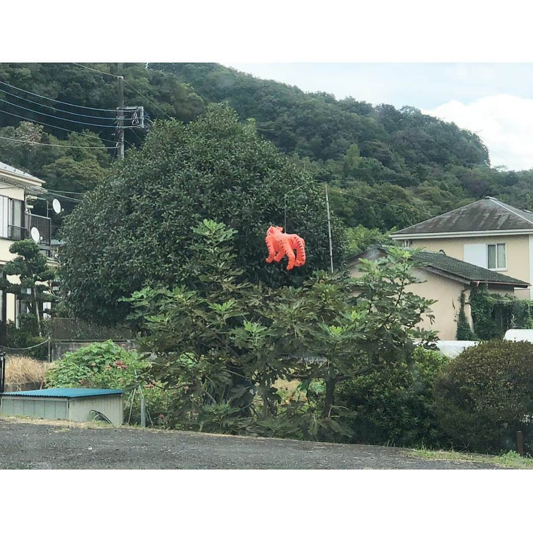 井山三希子のインスタグラム：「🐅⁈」