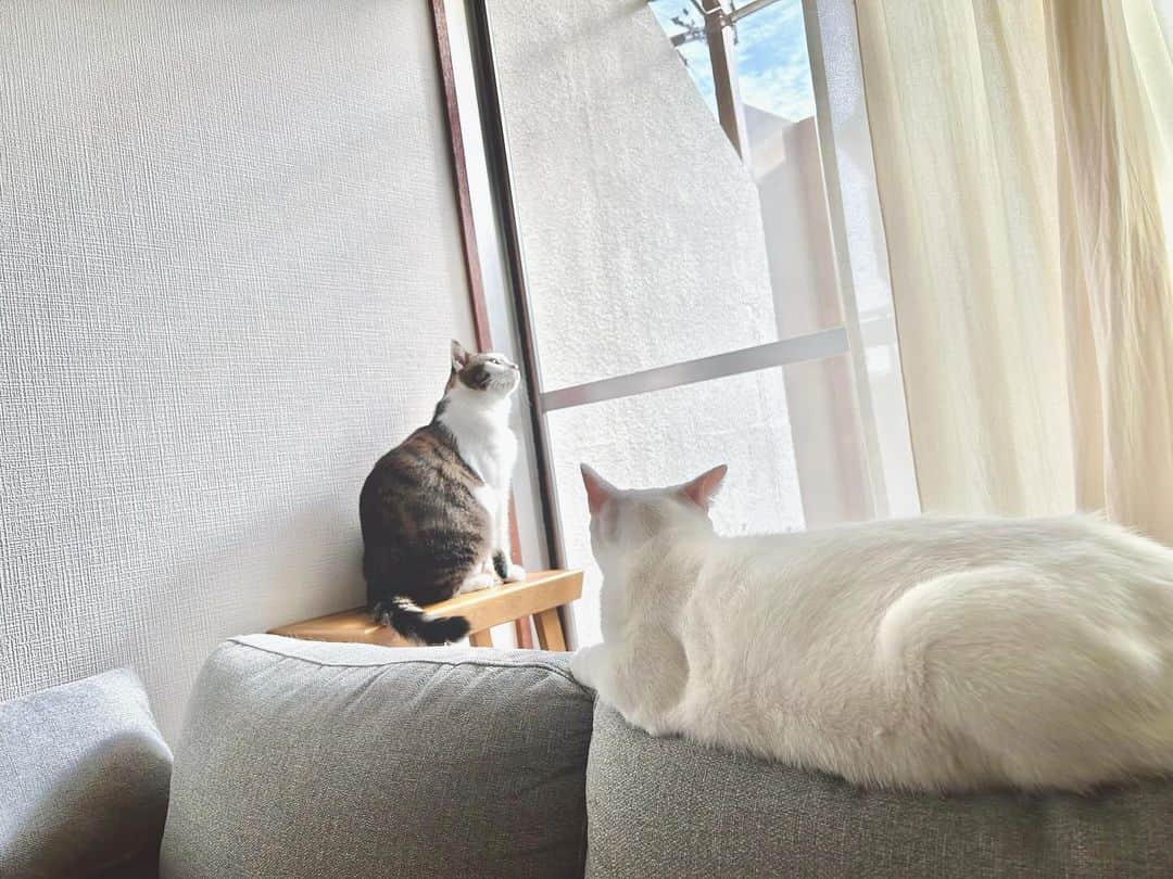 八、おこめのインスタグラム：「洗濯日和🌞✨ 日課のぴちぴち観察🕊️ #八おこめ #ねこ部 #cat #ねこ #猫 #ネコ」