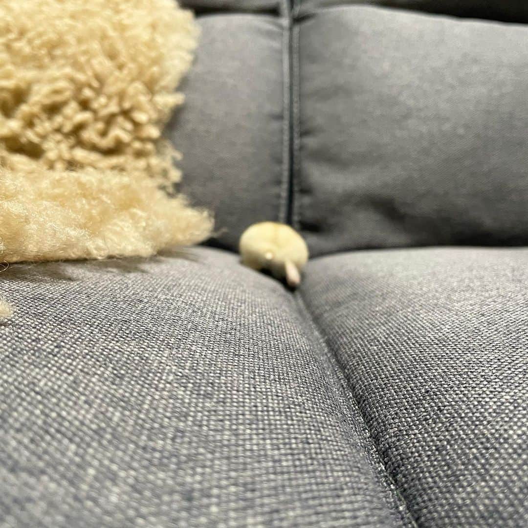 hamster_mocoさんのインスタグラム写真 - (hamster_mocoInstagram)「ちっちゃいおケツ🍑🤭  #毎月6日はハムケツ祭   #ハムケツ  みんな大好きハムケツ祭🍑 ゆずケツ初参加です🐹🍊 2023.10.6 ✼••┈┈••✼••┈┈••✼••┈┈••✼••┈┈••✼  #ハムスターゆず#ハムスター#ジャンガリアンハムスター#ジャンガリアン#ジャンガリアンプディング#プディングジャンガリアン#イエロージャンガリアン#ふわもこ部 #モフモフ#ペット#親バカ部 #hamster#djungarian#hamstagram#hammy#happy_pets#PET_OF_OUR_WORLD#igersjp#ig_japan#instapet#weeklyfluff#kawaii#cute#仓鼠#정글리안#햄스터」10月6日 9時13分 - asahi.fl