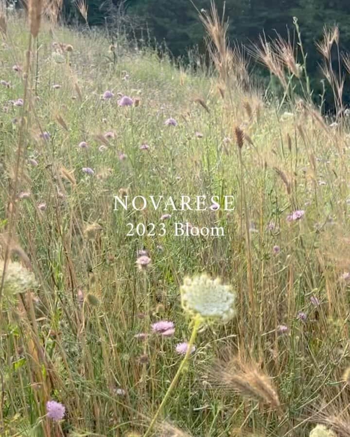 NOVARESE Dress Officialのインスタグラム：「⁡ 花柄のプリントや華やかな色のレース、リボンはまるで花束を束ねるリボンのようなアクセントのムード 2023年のノバレーゼは、「Bloom」をドレスコレクションのテーマに、皆様のドレスアップを彩るお手伝いをさせていただきます ⁡ お問い合わせ、試着予約はお近くのノバレーゼまで ⁡ 写真2枚目 Dress: BTNV264 (Novarese) @novaresewedding   #ノバレーゼウエディング #ノバレーゼ #ノバレーゼドレス #プレ花嫁 #東京花嫁 #関西花嫁 #名古屋花嫁 #広島花嫁 #福岡花嫁 #ウエディングドレス #ノバレーゼ花嫁 #novaresewedding #novarese  #novareseexclusive」