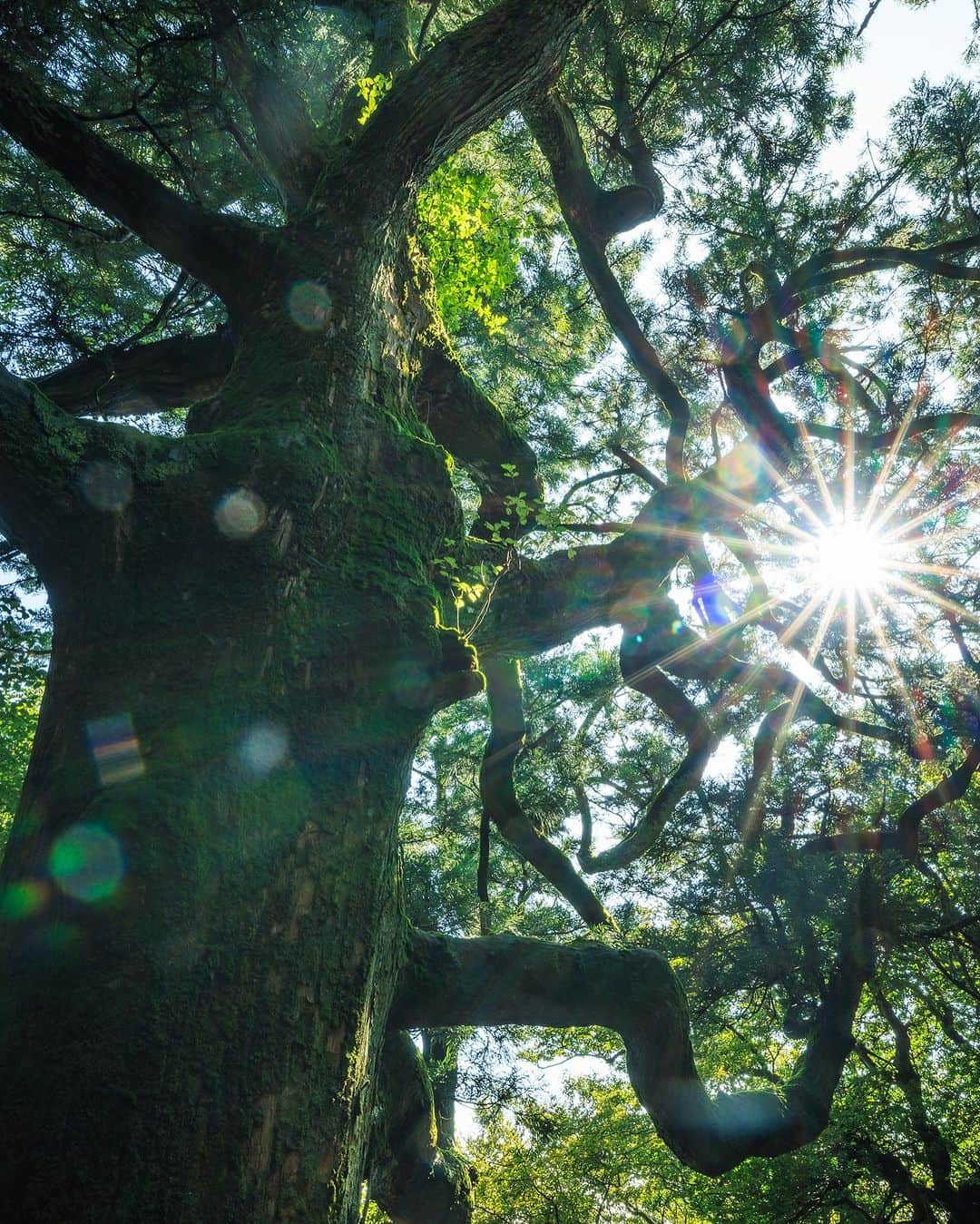 SHOCK EYEさんのインスタグラム写真 - (SHOCK EYEInstagram)「古来より山そのものが信仰対象、御神体とされている筑波山✨  男体山、女体山の2峰からなる筑波山、その中間地点、標高約800mのところに、樹齢800年を超える紫峰杉がある。  男女川の源流にあるためか、どの時期に行ってもしっとりとした神秘的な空気を感じる場所。 初めて訪れた時は1人、霧がかった日で、突如、霧の中から現れた紫峰杉が、まるで全てを見透かす仙人のようで、、 優しく話しかけられたような感覚がしたことを今でも鮮明に覚えている（5枚目）。  当たり前のことだけど、 木は生命なんだよなー、と思ったし、 会話はできないけれど、なんだか励まされたような気がしたんだ。  あれから、 この巨木の虜になり、今回で3回目の訪問になったけれど、、 やっぱりすごい✨  うっそうとした木々の中からこぼれる光に照らされた紫峰杉の存在感🙏 ここまで生命力にあふれていて、うねるように天に伸びる杉を僕はあまりみたことがない。  間違いなくパワースポットだよね😊  まだあまり知られていない場所だけれど、筑波山に訪れる際、筑波山神社と合わせて是非、この紫峰杉をお詣りしてみるといいよ^ ^ 絶対元気もらえるから。  #筑波山神社 #筑波山 #紫峰杉 #パワースポット」10月6日 10時18分 - shockeye_official