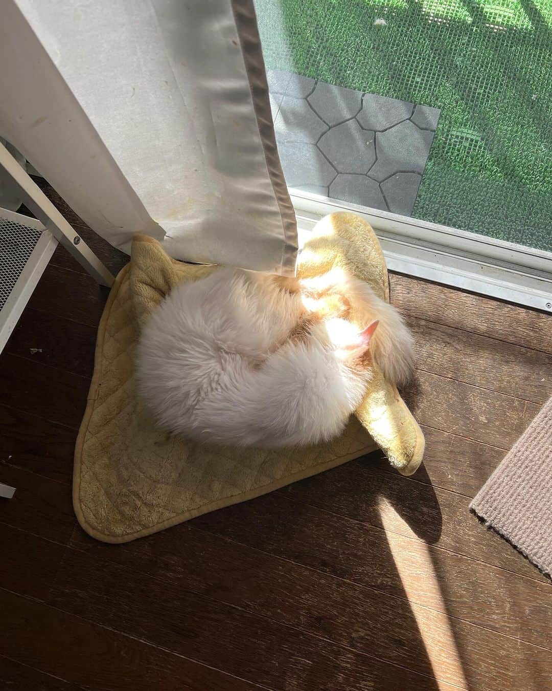 Kachimo Yoshimatsuのインスタグラム：「今日は気持ちいい日だね。  窓ぎわ日和｡猫日和｡  #うちの猫ら #猫 #ねこ #ニャンスタグラム #にゃんすたぐらむ #ねこのきもち #cat #ネコ #catstagram #ネコ部 http://kachimo.exblog.jp」