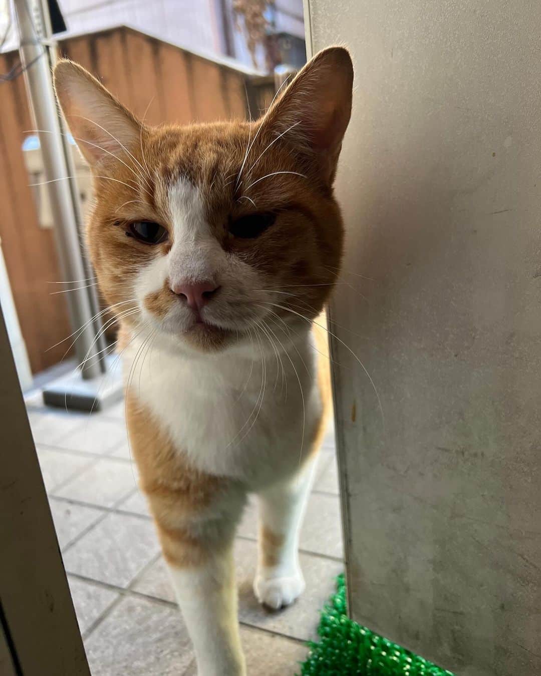 Kachimo Yoshimatsuのインスタグラム：「おはようちゃめし！ Good Morning Chameshi!  今朝は、イカスミ兄貴がいなかったので 来ましたよ｡  ちゅーる、くっださい！  #うちの猫ら #猫 #ねこ #chameshi #ニャンスタグラム #にゃんすたぐらむ #ねこのきもち #cat #ネコ #catstagram #ネコ部 http://kachimo.exblog.jp」