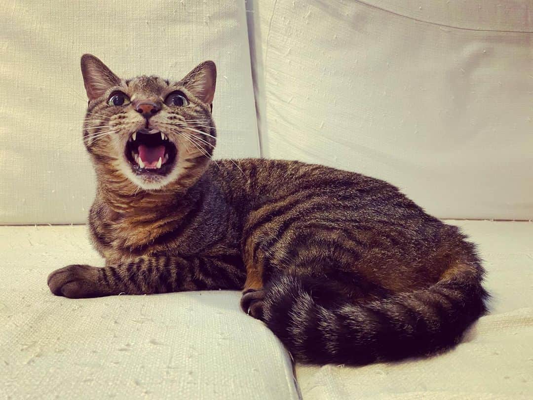 相原コージのインスタグラム：「な"〜〜ん。　#ねこ　#キジトラ　#cat  #catstagram」