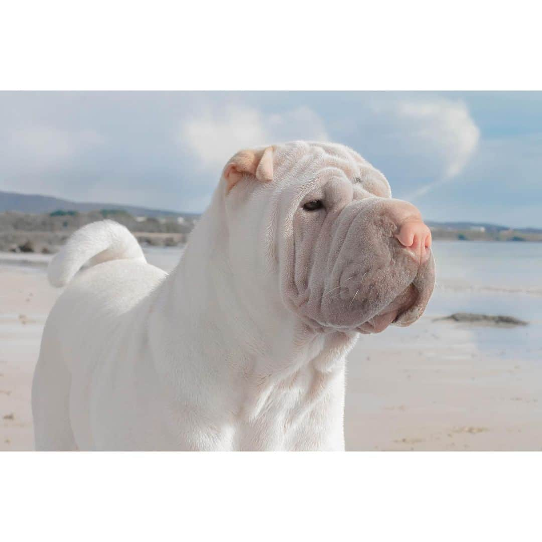 annie&pADdinGtoNさんのインスタグラム写真 - (annie&pADdinGtoNInstagram)「Happy Friday ☀️ #weekend #lambington #sharpei #sharpeisofinstagram #sharpeilove #squishyfacecrew #dogsatthebeach #beach #tgif #dogsofaustralia #dog #dogsofinstagram #doglover #instagood #weeklyfluff #instadaily #iloveyoutothemoonandback」10月6日 10時56分 - anniepaddington