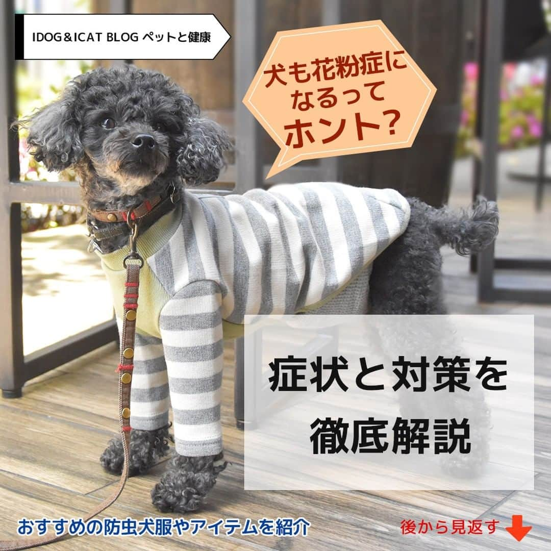 iDog&iCatのインスタグラム