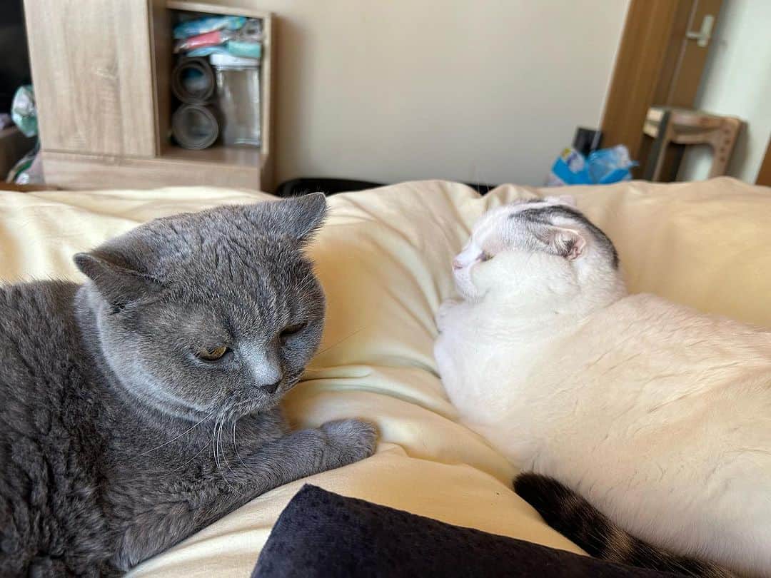 のインスタグラム：「こんにちにゃん😊 肌寒くなってきたら #ゆきさく の距離も縮まってまいりました🥰  朝からひとり大興奮の母ちゃんでした🤣  ゆきさくのご飯が少なくなってそわそわしてた 仕事帰りに買ってきた  女の子が商品にシール貼ってて 「お仕事してるの？」と聞いたら 「はい！職業体験です！中学生です！」って🥹  「頑張ってね！！！」と別れた🙂  元気もらったーーーっ😊  #諭吉と幸来 #猫のいる暮らし」
